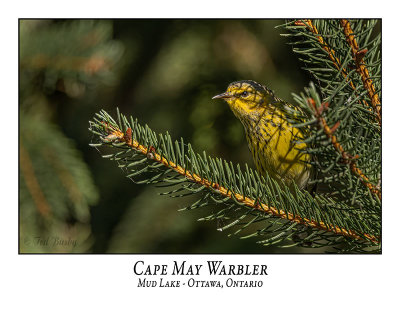Cape May Warbler-008