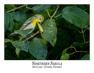 Northern Parula Warbler-001