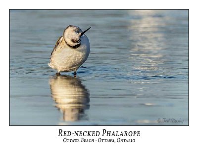 Red-necked Phalarope-002