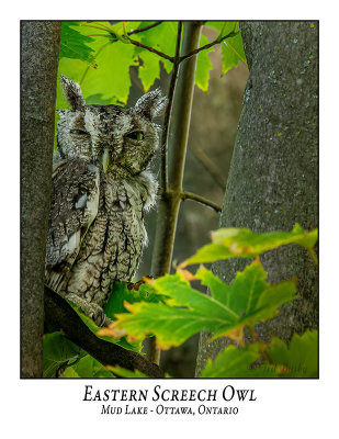 Eastern Screech Owl-031