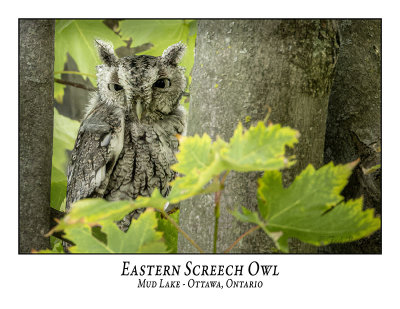 Eastern Screech Owl-032