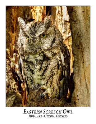 Eastern Screech Owl-033