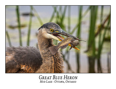 Great Blue Heron-086