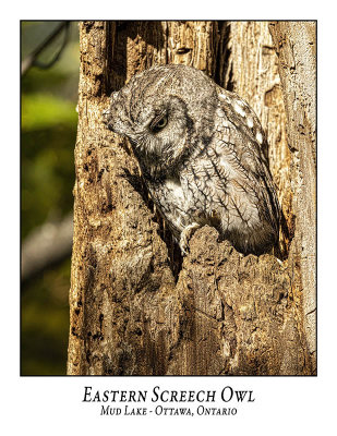 Eastern Screech Owl-035