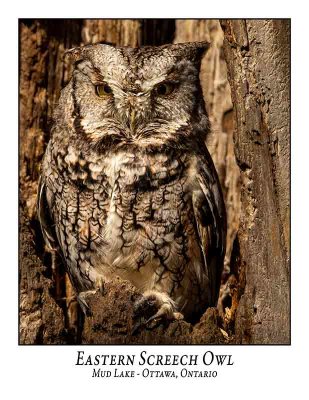 Eastern Screech Owl-036
