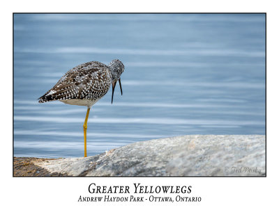 Greater Yellowlegs-006-009 (4 Photos)