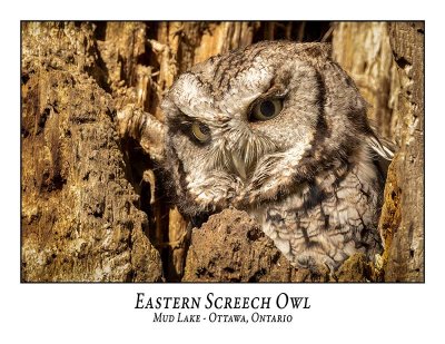 Eastern Screech Owl-037