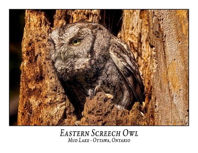 Eastern Screech Owl-038