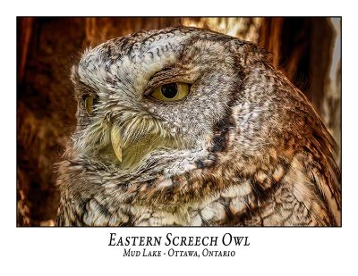 Eastern Screech Owl-040