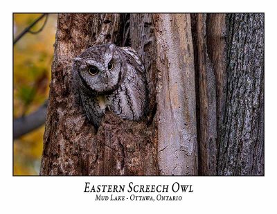 Eastern Screech Owl-041