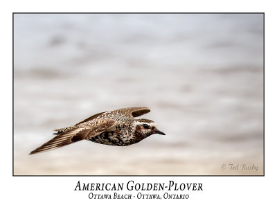 American Golden-Plover-009