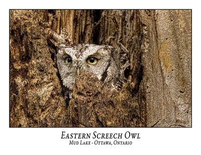 Eastern Screech Owl-043
