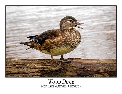 Wood Duck-031