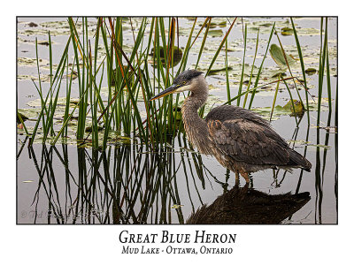Great Blue Heron-087
