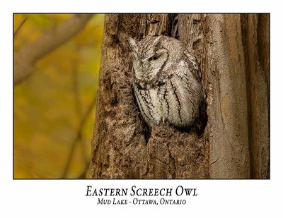 Eastern Screech Owl-044