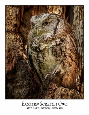 Eastern Screech Owl-045