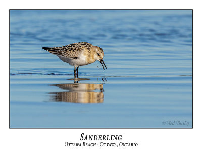 Sanderling-002