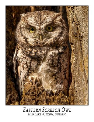 Eastern Screech Owl-046