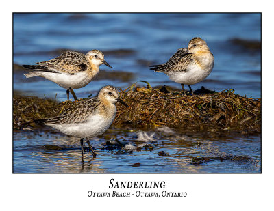 Sanderlings