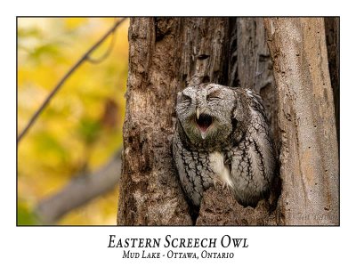 Eastern Screech Owl-049