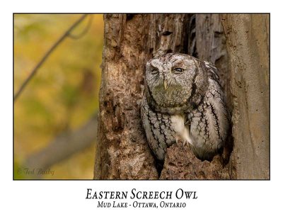 Eastern Screech Owl-050