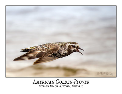 American Golden-Plovers