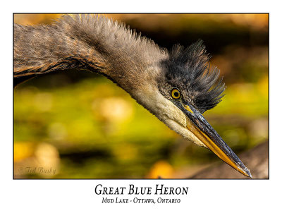 Great Blue Heron-088