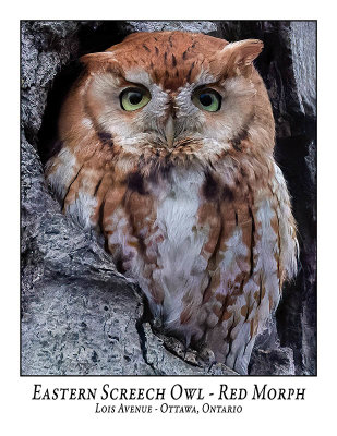 Eastern Screech Owl-051