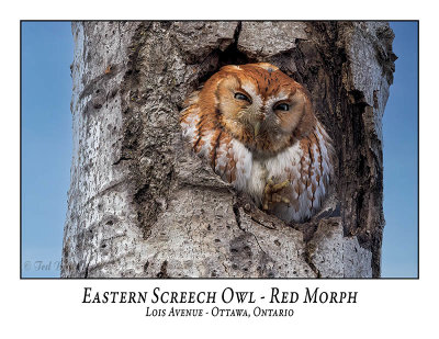 Eastern Screech Owl-052