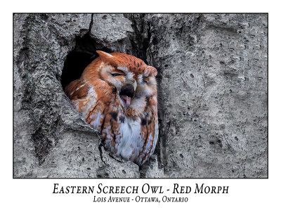 Eastern Screech Owl-053