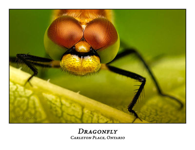 Dragonfly-012