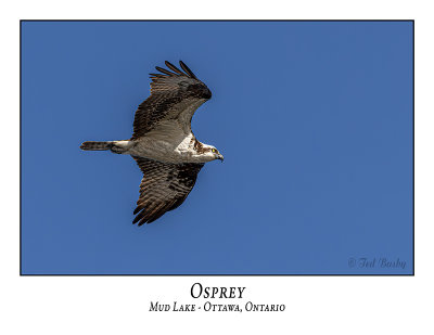 Osprey-021
