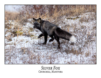 Silver Fox-001
