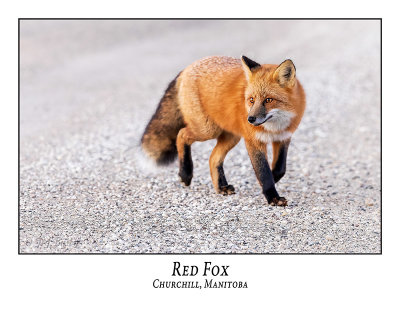 Red Fox-020