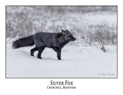 Silver Fox-002