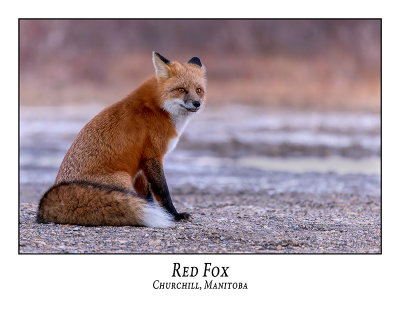 Red Fox-021