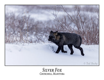 Silver Fox-003