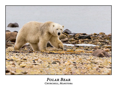 Polar Bear-002