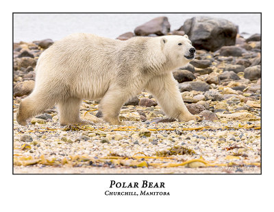 Polar Bear-003