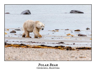 Polar Bear-004