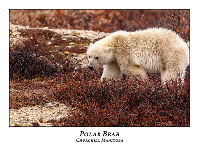 Polar Bear-005