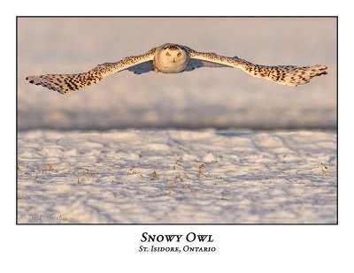 Snowy Owl-137