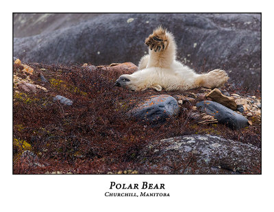 Polar Bear-007