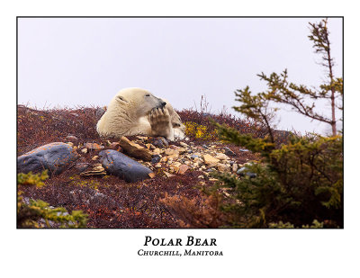 Polar Bear-008