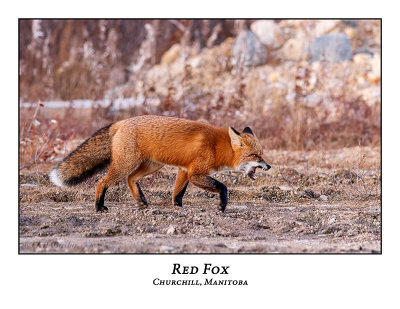 Red Fox-023