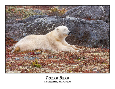 Polar Bear-009