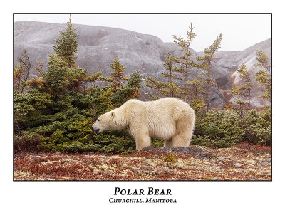 Polar Bear-010