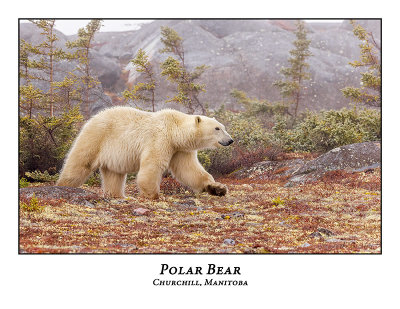 Polar Bear-011