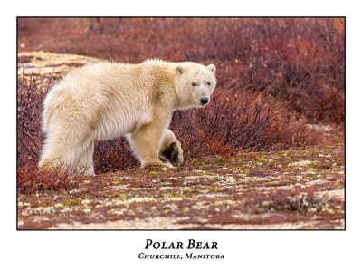 Polar Bear-012