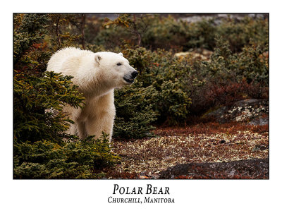 Polar Bear-014